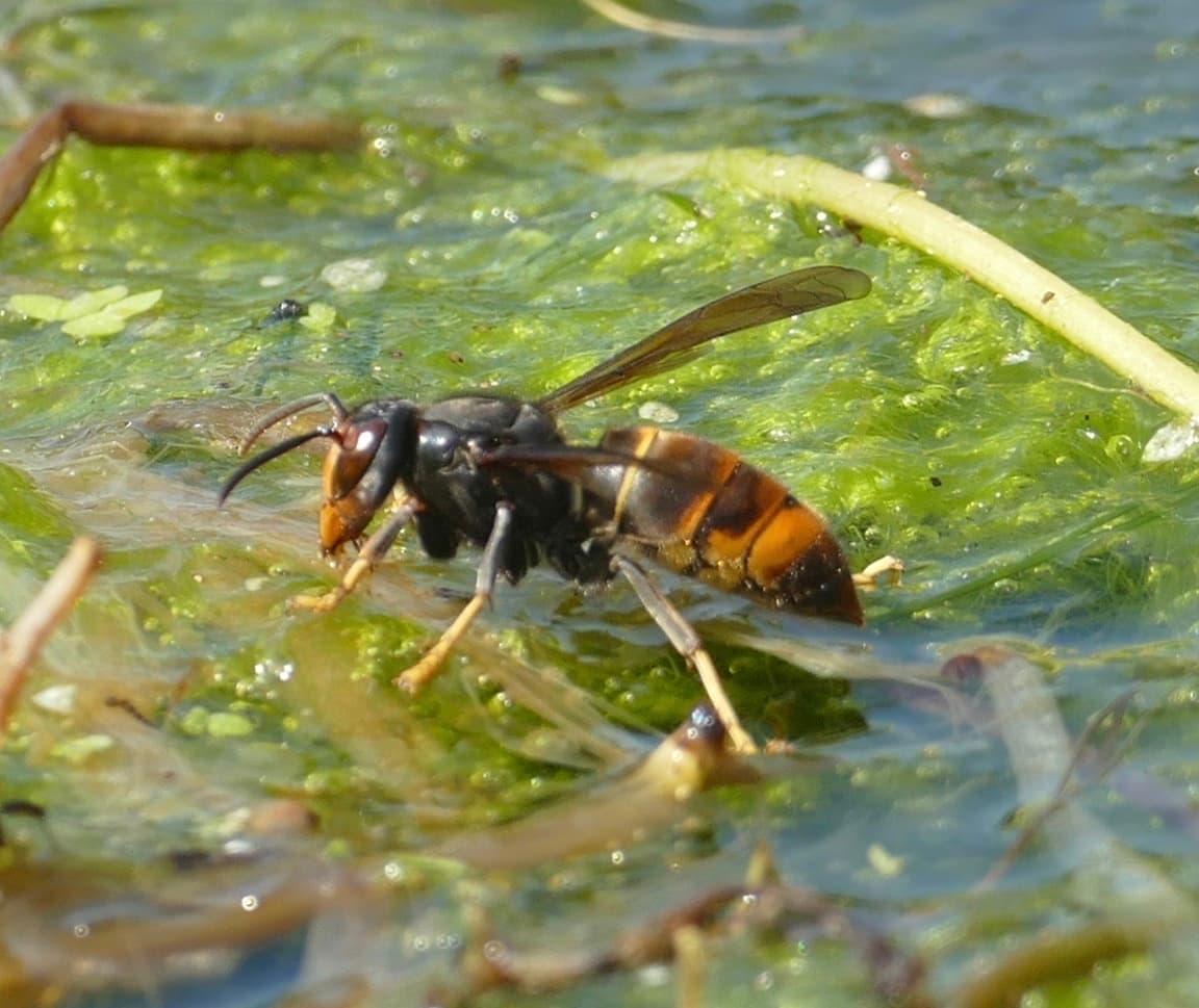 Aziatische hoornaar heet nu geelpoothoornaar