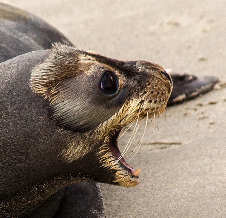 Bruinvissen Geesje en Coco gestrand en krijgen hulp