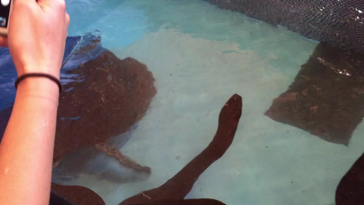 Geredde, illegaal gesmokkelde schildpadden krijgen eigen opvangplek