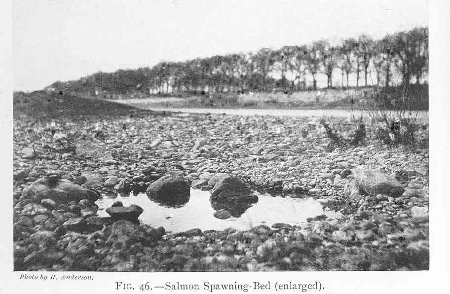 Bewijs voortplanting zeldzame rivierprikken op Veluwe gevonden