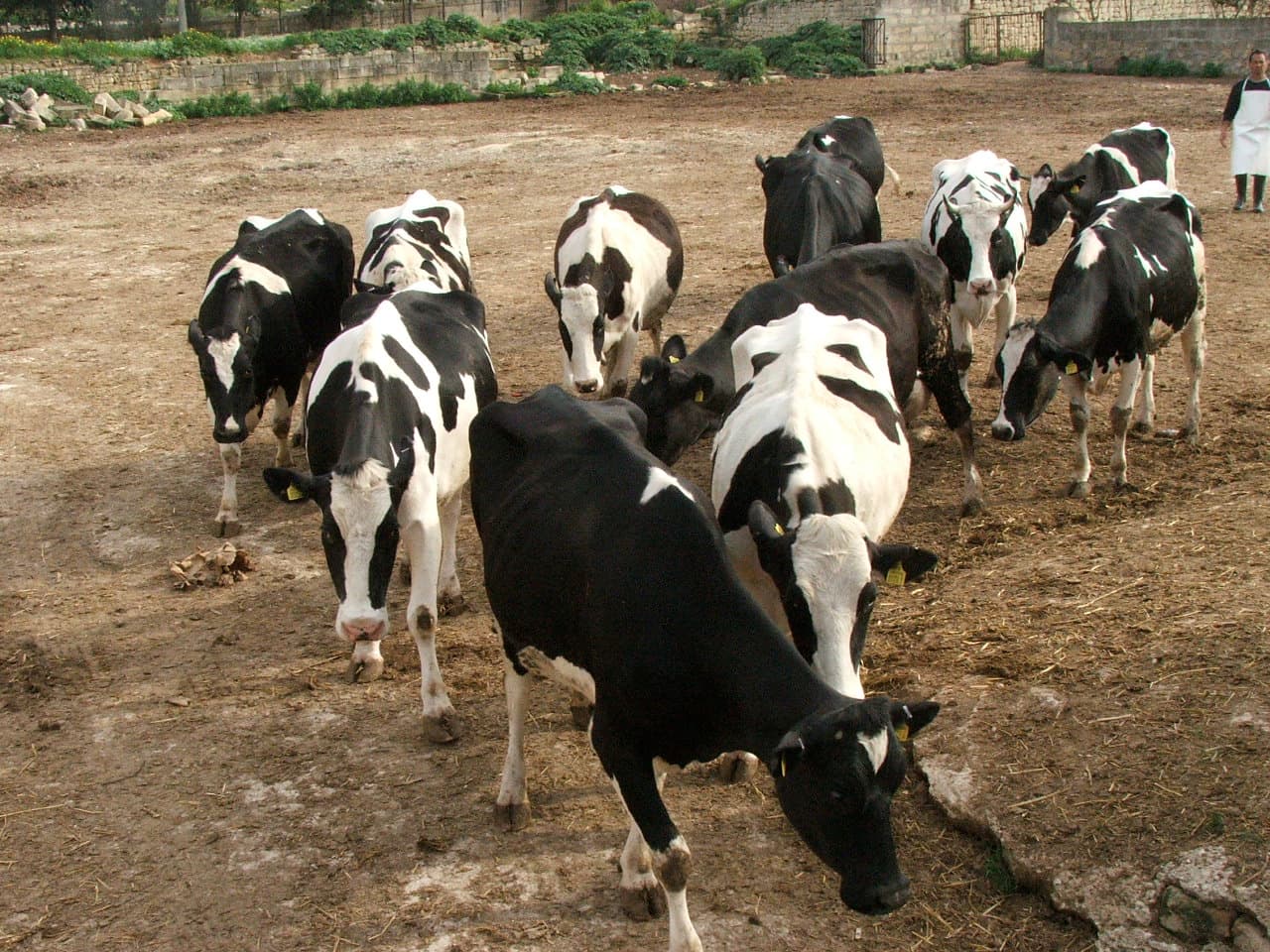 Avond4daagse Drachten verplaatst naar nieuwe startlocatie