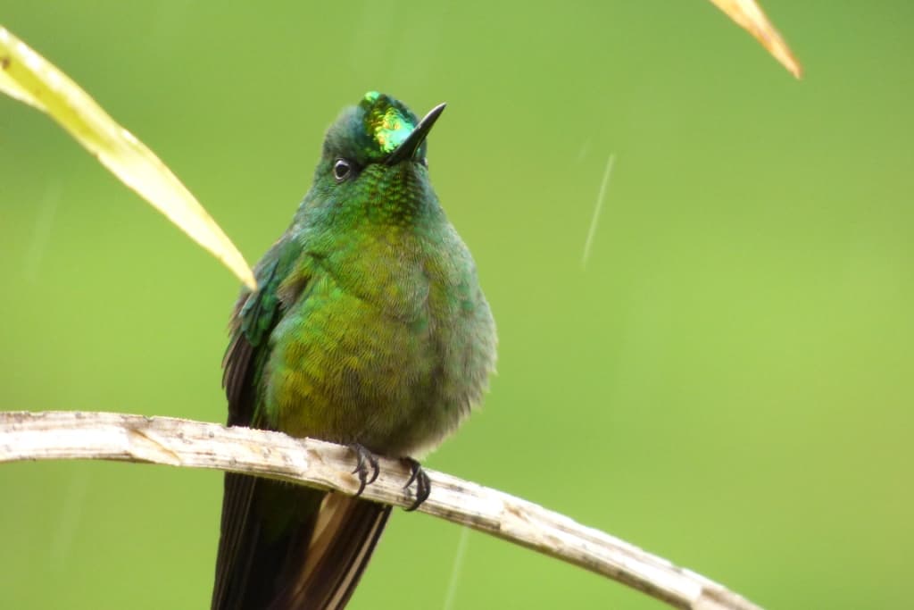 Basisschoolleerlingen Cuijk helpen met verhuizing schoolmeubels naar Gambia