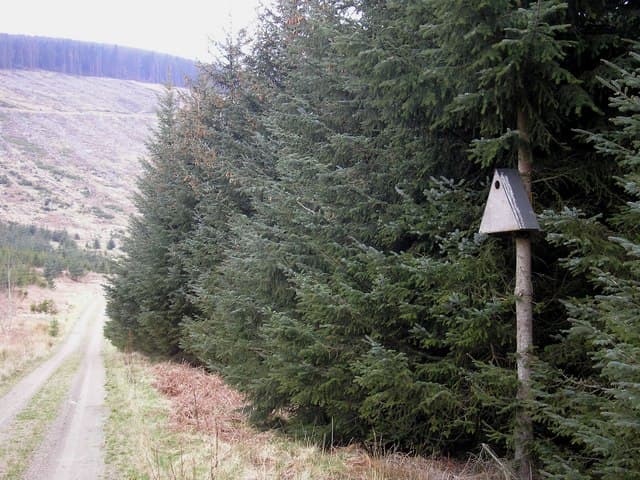 Hoop op broedende uilen door waarneming van uilenpoep