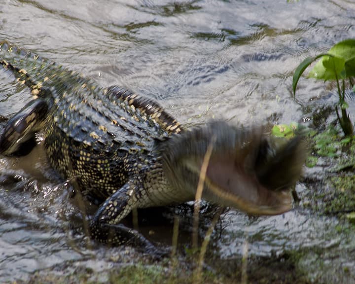 Alan Ritchson beschuldigd van vechtpartij
