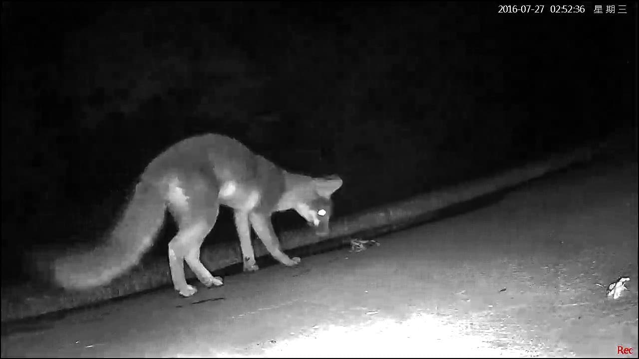 Inbreker steelt duizenden euro's uit geldautomaat bij tabakszaak in Eindhoven