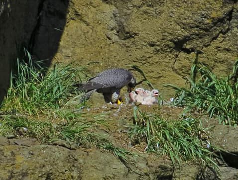 Nieuwe slechtvalken hebben nest op provinciehuis Den Bosch overgenomen