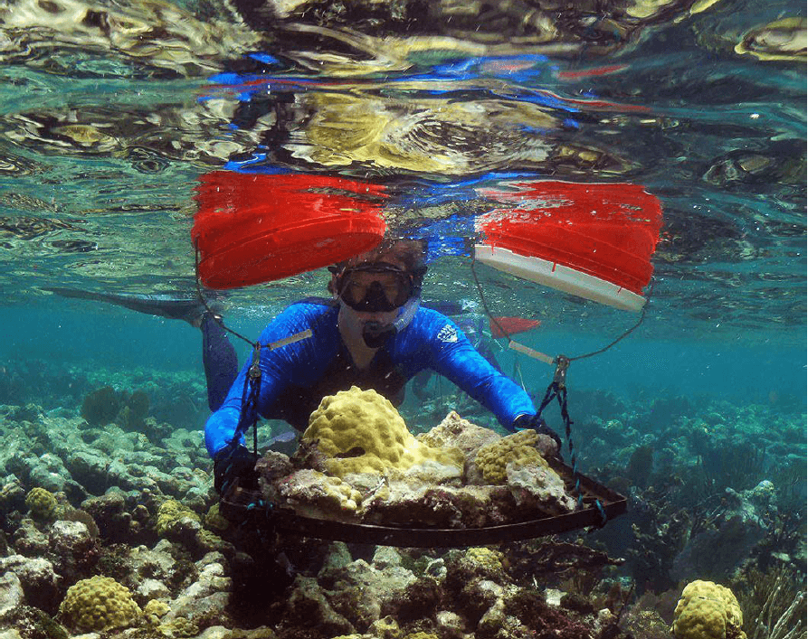 Coral Gardeners herstelt koraalriffen in Thailand