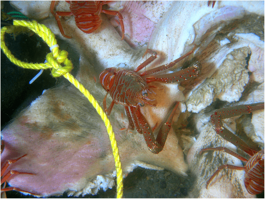 Potvis bij Renesse explodeert door gasvorming tijdens ontleding