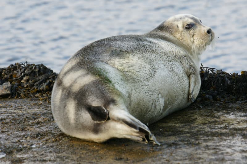Zeehond gespot in jachthaven van Andijk